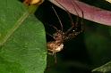 Tetragnatha_montana_D4905_Z_75_Les Gris_Frankrijk